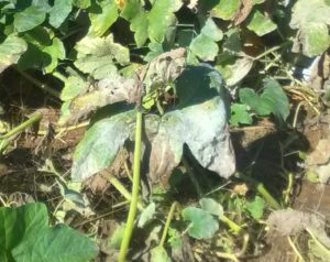 Preventing Plant Disease: Simple Steps for a Healthy Heirloom Garden