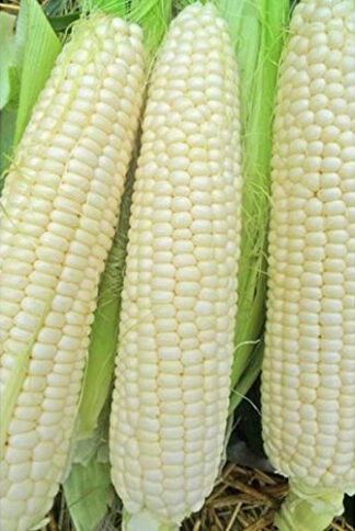 Trucker's Favorite White Non-GMO - St. Clare Heirloom Seeds