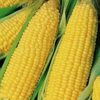 Corn - Trucker's Favorite Yellow Non-GMO - St. Clare Heirloom Seeds