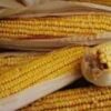 Corn - Trucker's Favorite Yellow Non-GMO - St. Clare Heirloom Seeds