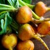 Beet - Golden Detroit - St. Clare Heirloom Seeds