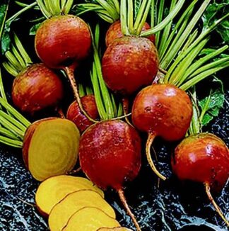 Beet - Golden Detroit - St. Clare Heirloom Seeds