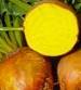 Golden Detroit Beet - St. Clare Heirloom Seeds