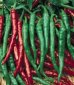 Hot Pepper - Cayenne, Long Thin - St. Clare Heirloom Seeds