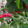 Hot Pepper - Cayenne, Long Thin - St. Clare Heirloom Seeds