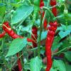 Pepper, Hot - Cayenne, Long Thin - St. Clare Heirloom Seeds