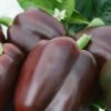 Pepper, Sweet - Chocolate Bell - St. Clare Heirloom Seeds