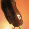 Pepper, Sweet - Chocolate Bell - St. Clare Heirloom Seeds