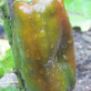 Pepper, Sweet - Chocolate Bell Immature Fruit - St. Clare Heirloom Seeds