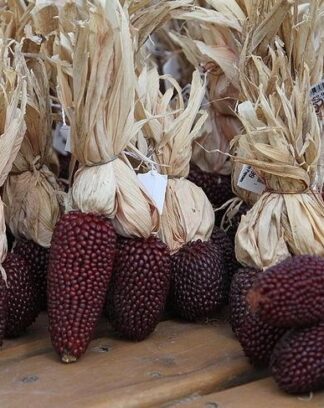 Corn - Strawberry Popcorn - St. Clare Heirloom Seeds