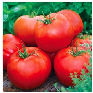 Tomato, Red - Ace 55 - St. Clare Heirloom Seeds