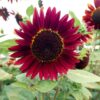 Flower, Sunflower - Chocolate Cherry - St. Clare Heirloom Seeds