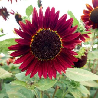 Flower, Sunflower - Chocolate Cherry - St. Clare Heirloom Seeds