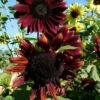 Flower, Sunflower - Chocolate Cherry - St. Clare Heirloom Seeds