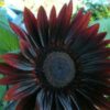 Flower - Sunflower - Chocolate Cherry - St Clare Heirloom Seeds