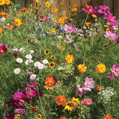 Flower - Wild Flower Cut Flower Mix - St. Clare Heirloom Seeds