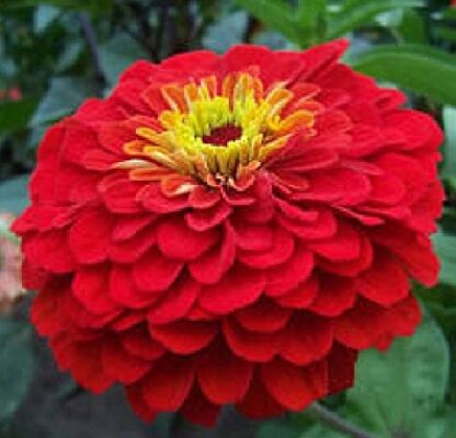 Flower - Zinnia - Cherry Queen - St. Clare Heirloom Seeds