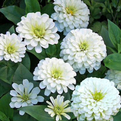 Flower - Zinnia - Polar Bear - St. Clare Heirloom Seeds