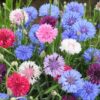 Flower - Bachelor Button - Polka Dot Mix - St. Clare Heirloom Seeds