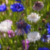 Flower - Bachelor Button - Polka Dot Mix - St. Clare Heirloom Seeds