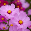 Flower - Cosmos - Sensation Mix - St. Clare Heirloom Seeds