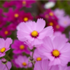 Flower - Cosmos - Sensation Mix - St. Clare Heirloom Seeds