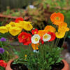 Flower - Poppy - Iceland - St. Clare Heirloom Seeds