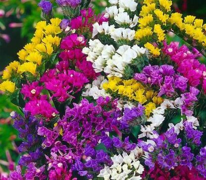 Flower - Statice Mix - St. Clare Heirloom Seeds