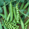 Progress #9 shelling pea - St. Clare heirloom Seeds