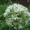 Close-up of a garlic chive (Allium tuberosum) flower head, showing densely packed white star-shaped blossoms with yellow stamens and developing green seed pods.