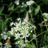 Close-up of a butterfly perched on blooming garlic chive (Allium tuberosum) flowers, with clusters of small white star-shaped blossoms and green buds surrounded by leafy foliage.