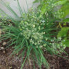 Mature garlic chive (Allium tuberosum) plant growing in a garden bed, with flat green leaves and clusters of developing green seed pods on tall stems.