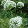 Close-up of blooming garlic chive (Allium tuberosum) flowers, with round clusters of small white star-shaped blossoms on tall green stems, growing in a lush garden setting.