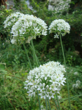 Close-up of blooming garlic chive (Allium tuberosum) flowers, with round clusters of small white star-shaped blossoms on tall green stems, growing in a lush garden setting.