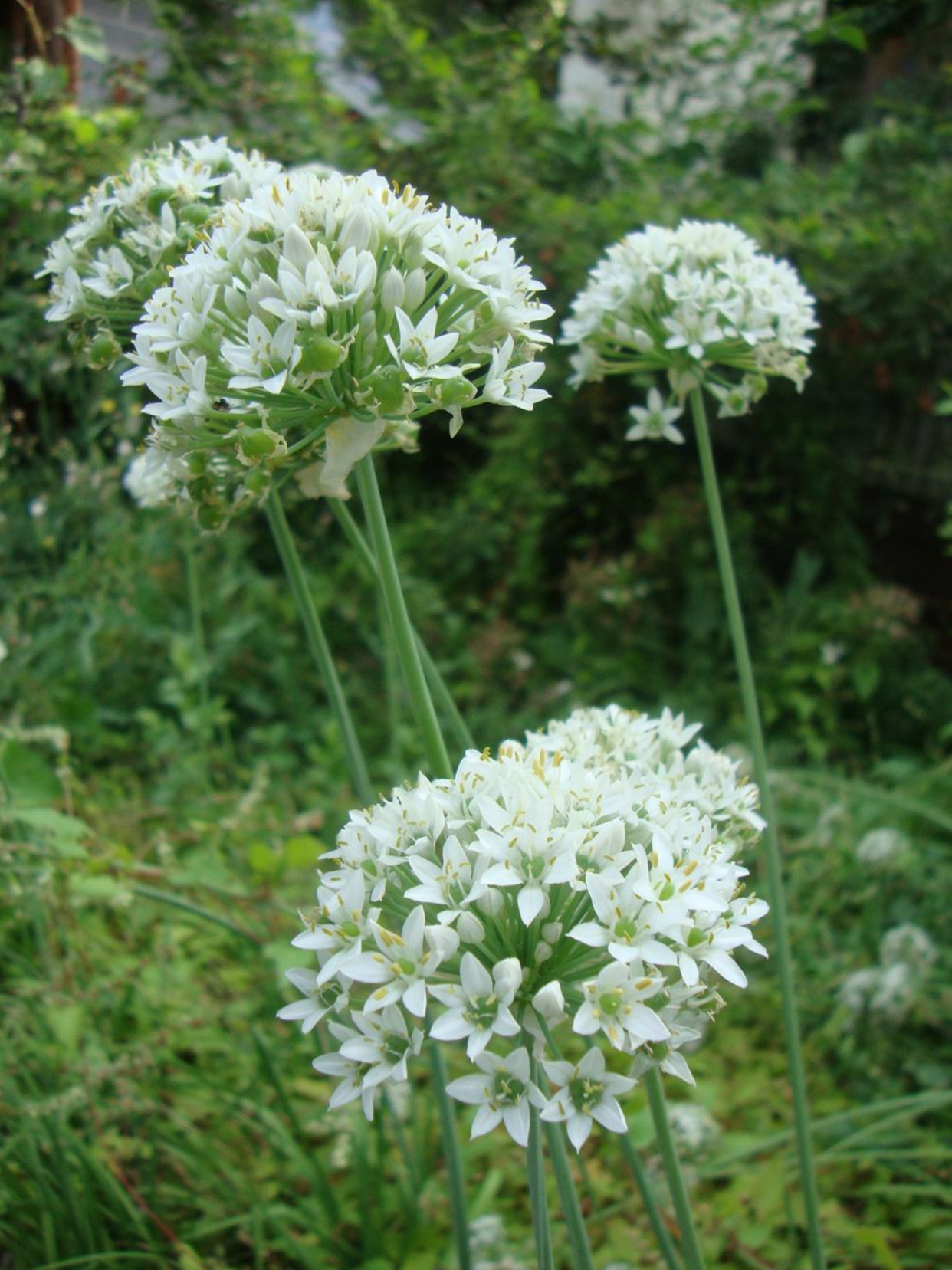 Close-up of blooming garlic chive (Allium tuberosum) flowers, with round clusters of small white star-shaped blossoms on tall green stems, growing in a lush garden setting.