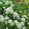 Garlic chives (Allium tuberosum) in full bloom, with numerous clusters of small white star-shaped flowers rising above dense green foliage in a garden setting.