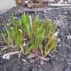 Early spring growth of garlic chives (Allium tuberosum) emerging from the soil, with short green shoots and reddish bases clustered near a stone wall.