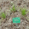 Young garlic chive (Allium tuberosum) plants growing in bare soil, marked with a green plant identification tag displaying the botanical name.