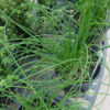 Cluster of potted garlic chive (Allium tuberosum) plants with long, slender, flat green leaves displayed on a nursery rack alongside other herbs.