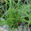 Healthy garlic chive (Allium tuberosum) plant growing in a nursery pot, with flat, grass-like green leaves densely emerging from the soil.