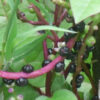 Red Malabar spinach with dark purple berries growing along the red stems, surrounded by green leaves.