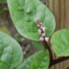 Close-up of Red Malabar spinach showing a cluster of small pink flower buds and glossy green leaves.