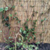 Red Malabar spinach sprawling and climbing along a trellis fence.