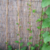 Young Red Malabar spinach vines growing up a trellis.