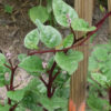 Red Malabar spinach climbing a wooden trellis, with thick green leaves, reddish-purple stems, and tiny pink flower buds. - St. Clare Heirloom Seeds