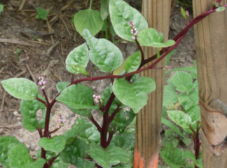 Red Malabar spinach climbing a wooden trellis, with thick green leaves, reddish-purple stems, and tiny pink flower buds. - St. Clare Heirloom Seeds