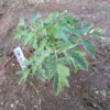 Young Beefsteak-Pink Plant