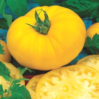 Tomato, Orange and Yellow - Beefsteak, Yellow - St. Clare Heirloom Seeds