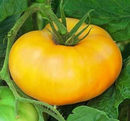 Tomato, Orange and Yellow - Brandywine Yellow - St. Clare Heirloom Seeds
