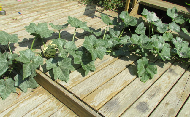 Camouflage Gardening: Tips for Keeping Your Garden Out of Sight